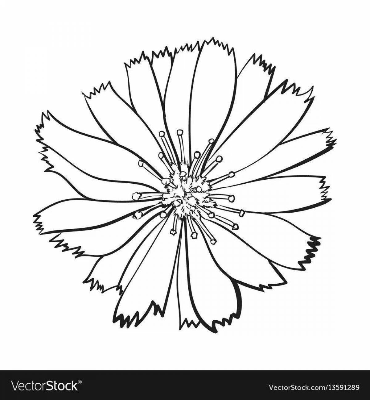 Colorful chicory coloring page
