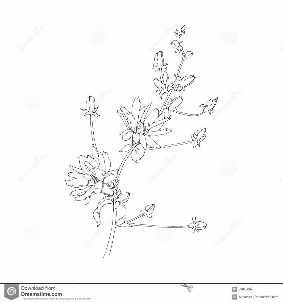Vibrant chicory coloring page