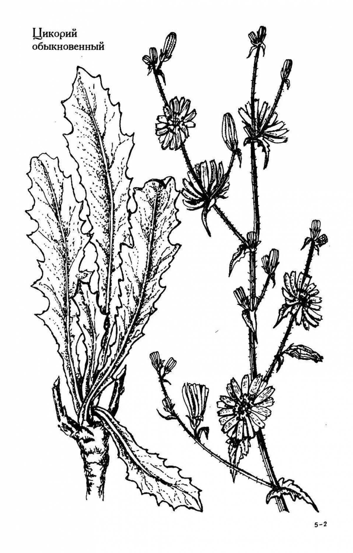 Playful chicory coloring page