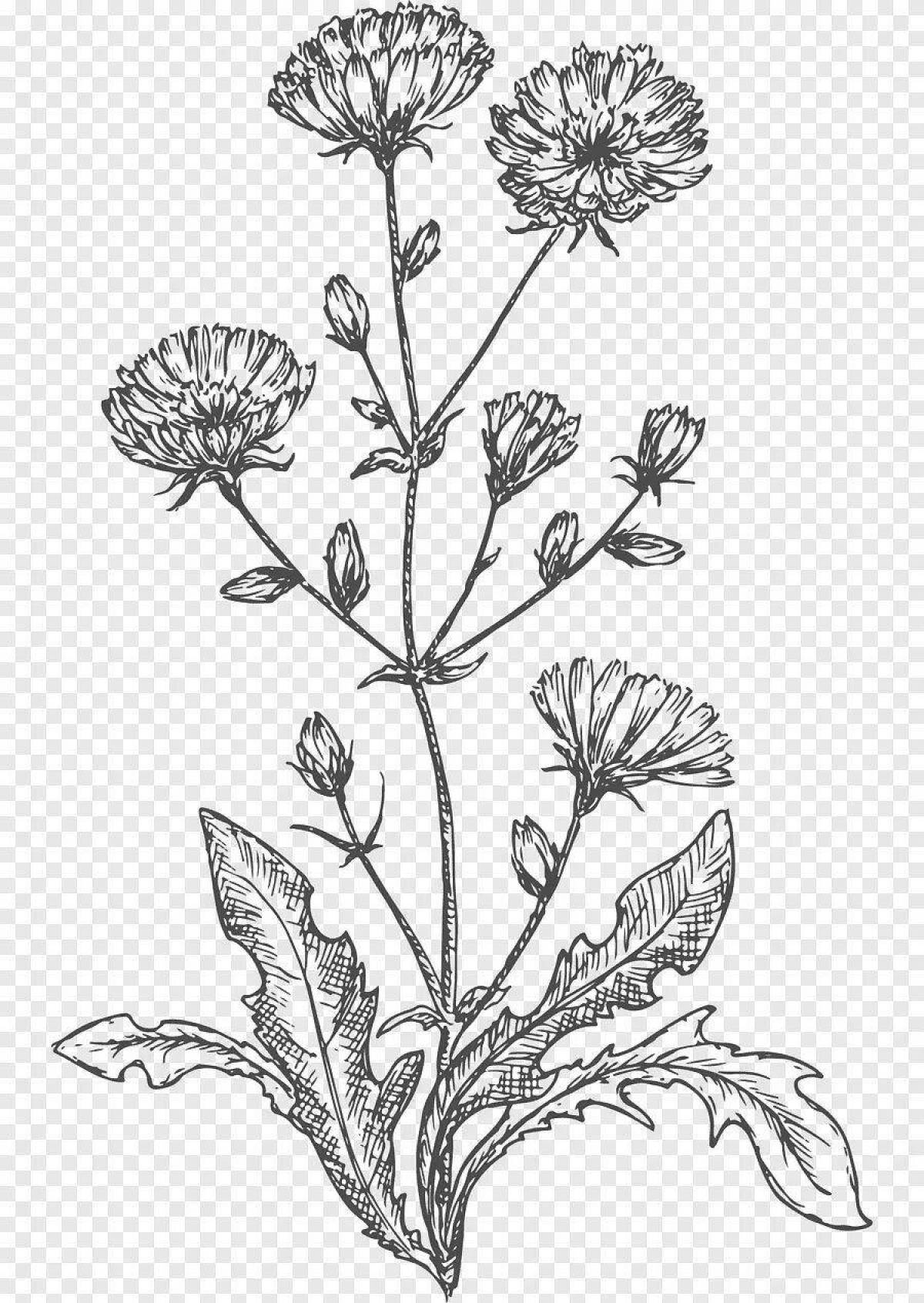 Chicory coloring page