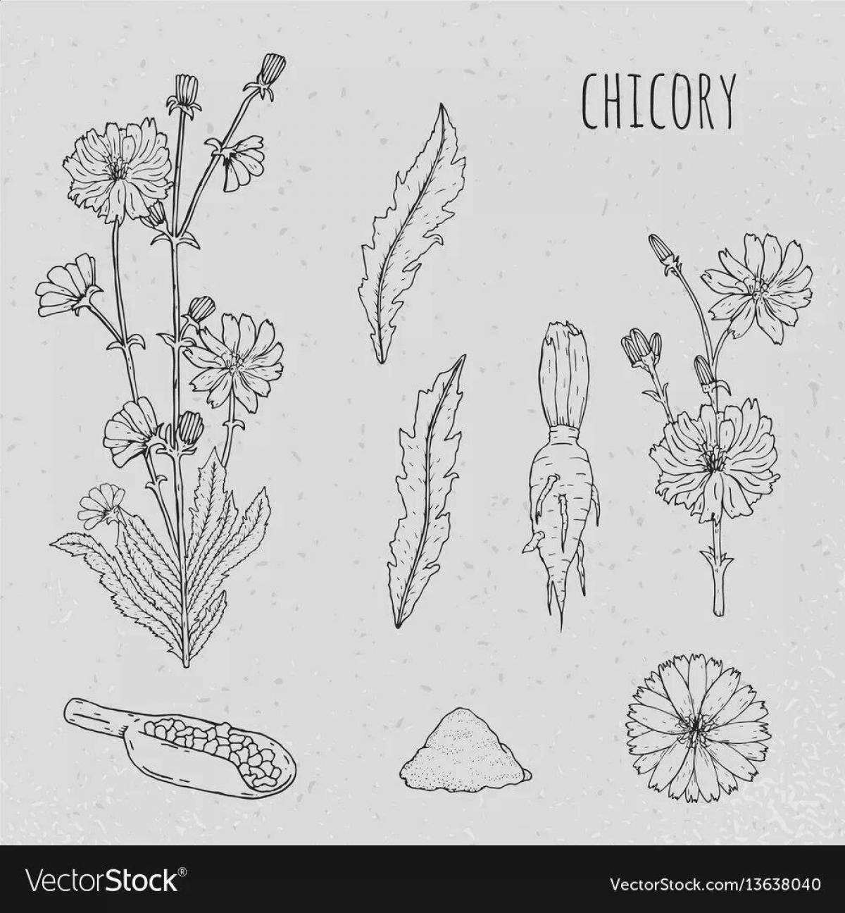 Exciting chicory coloring page