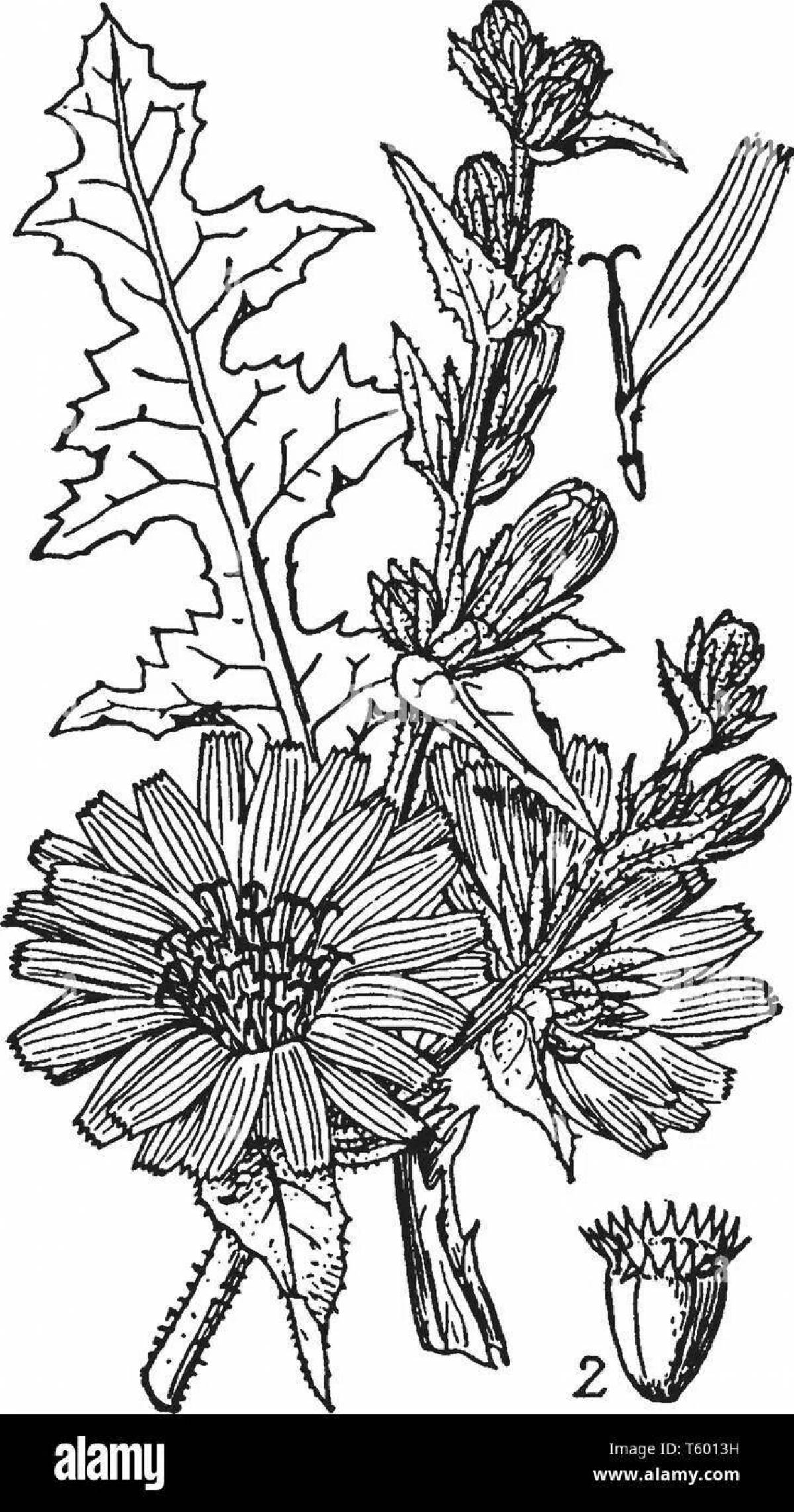 Coloring book shining chicory