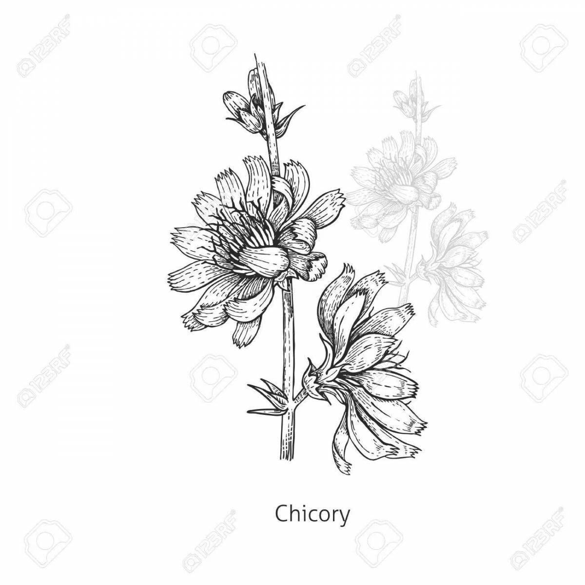 Glowing chicory coloring page