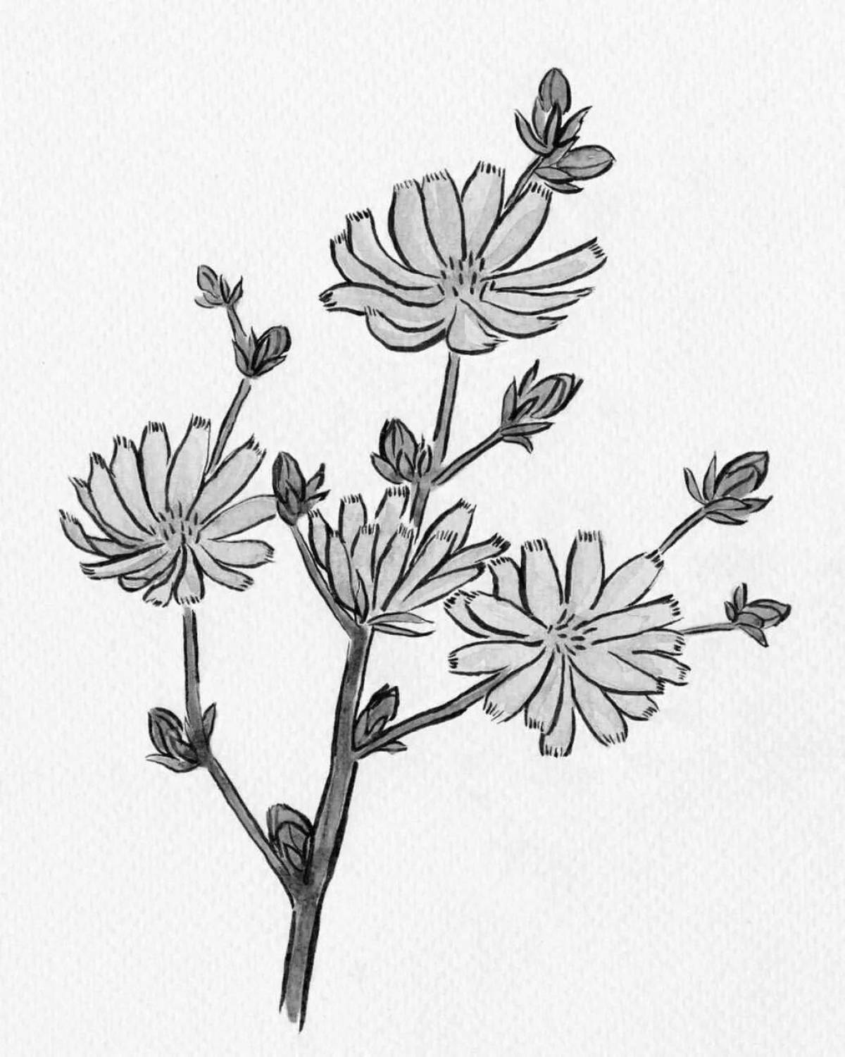 Adorable chicory coloring page