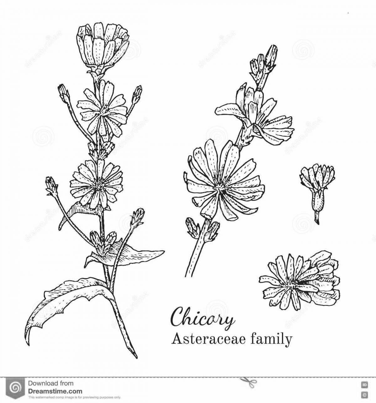 Colouring peaceful chicory