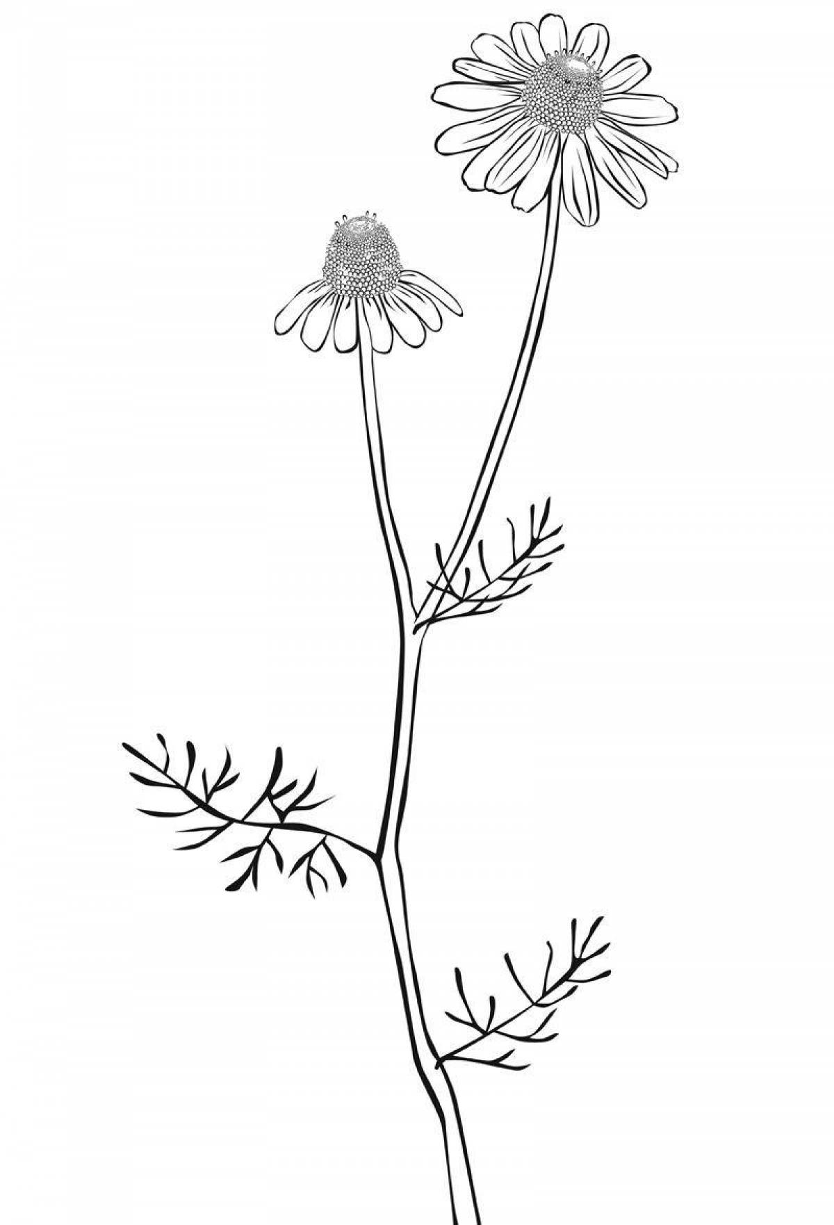 Calming chicory coloring page