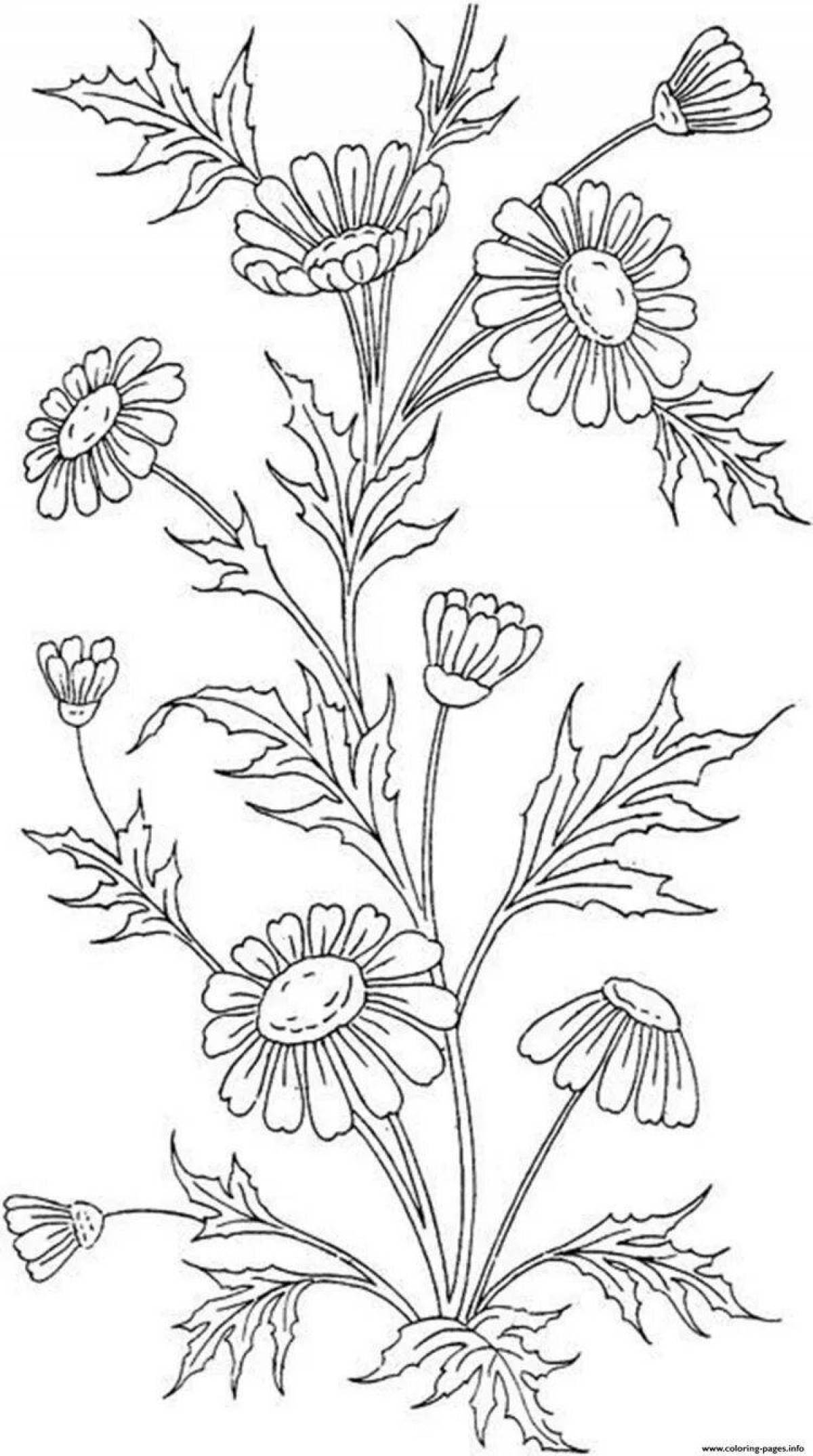 Coloring page fancy chicory