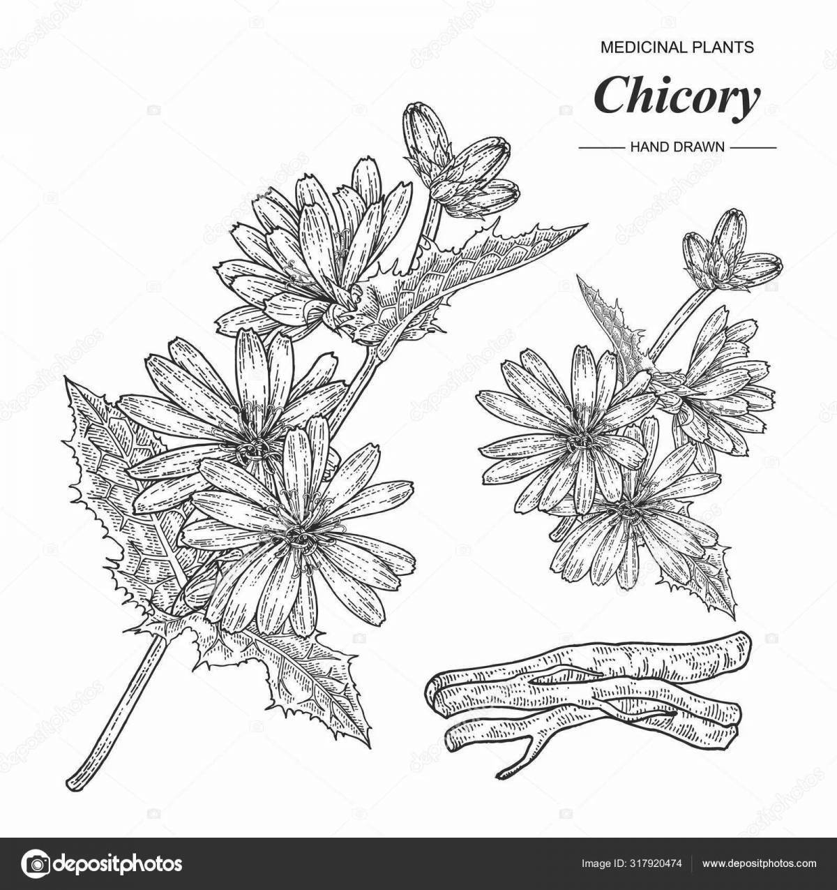 Coloring page alluring chicory