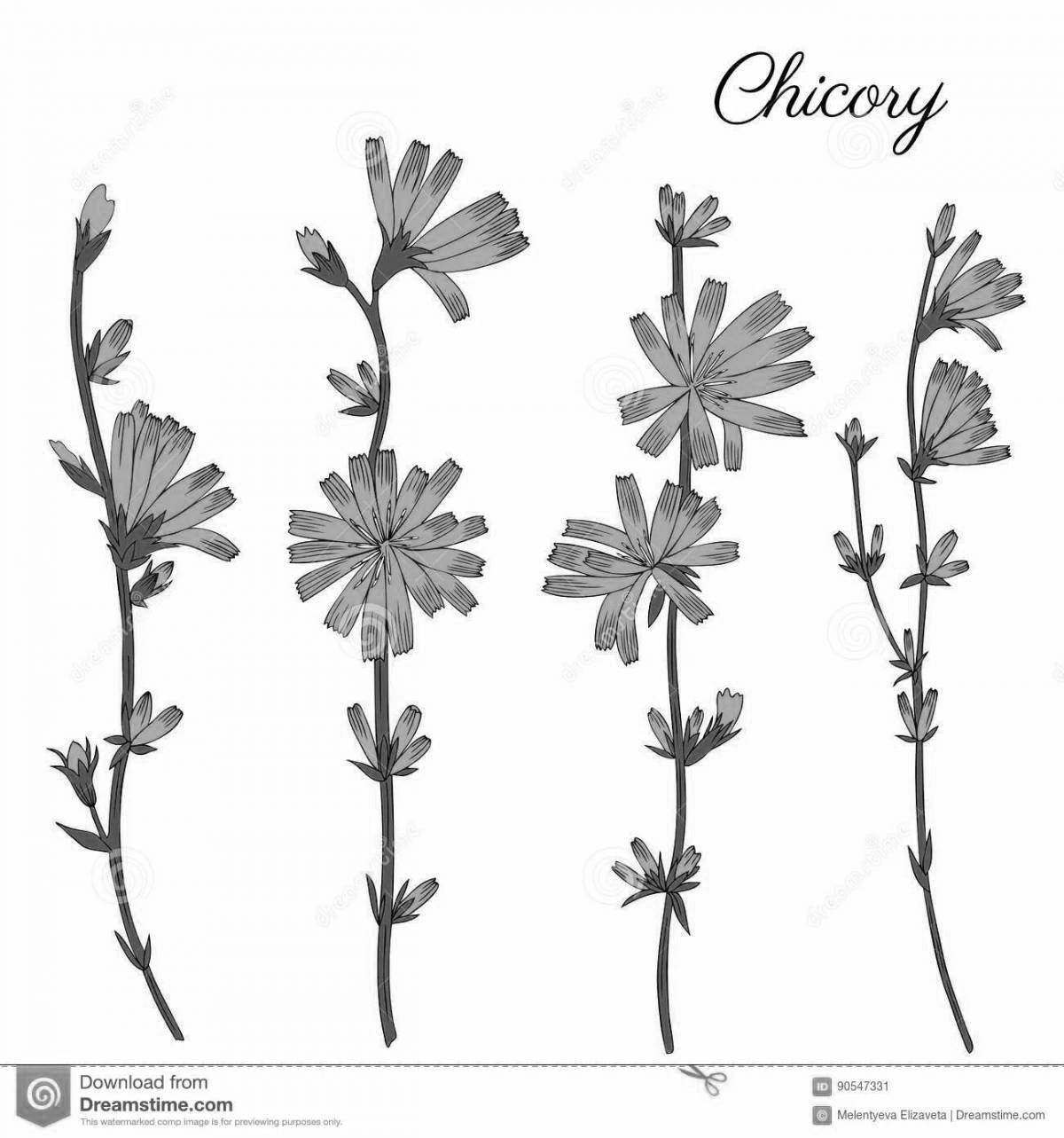 Sweet chicory coloring page