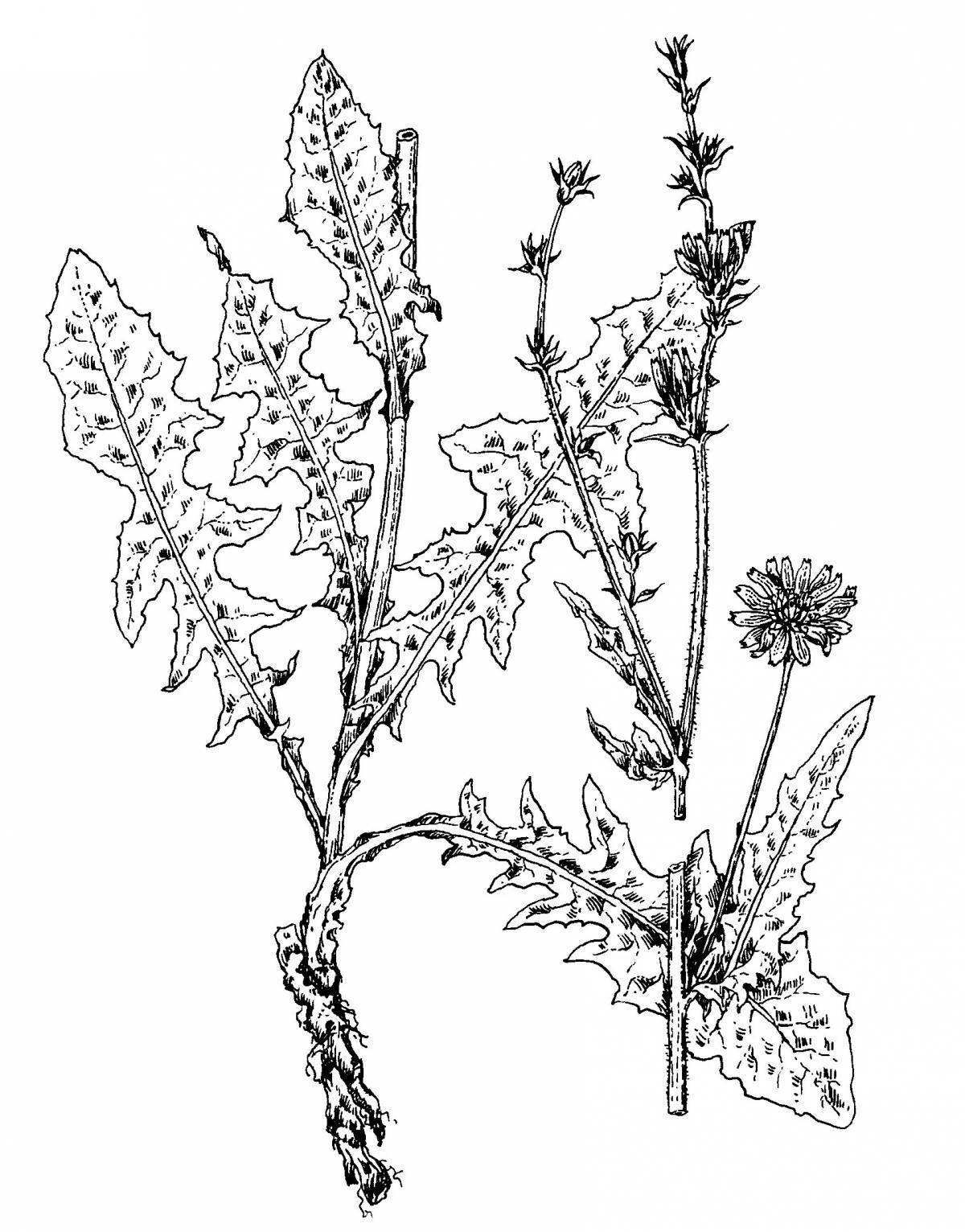 Fat chicory coloring page