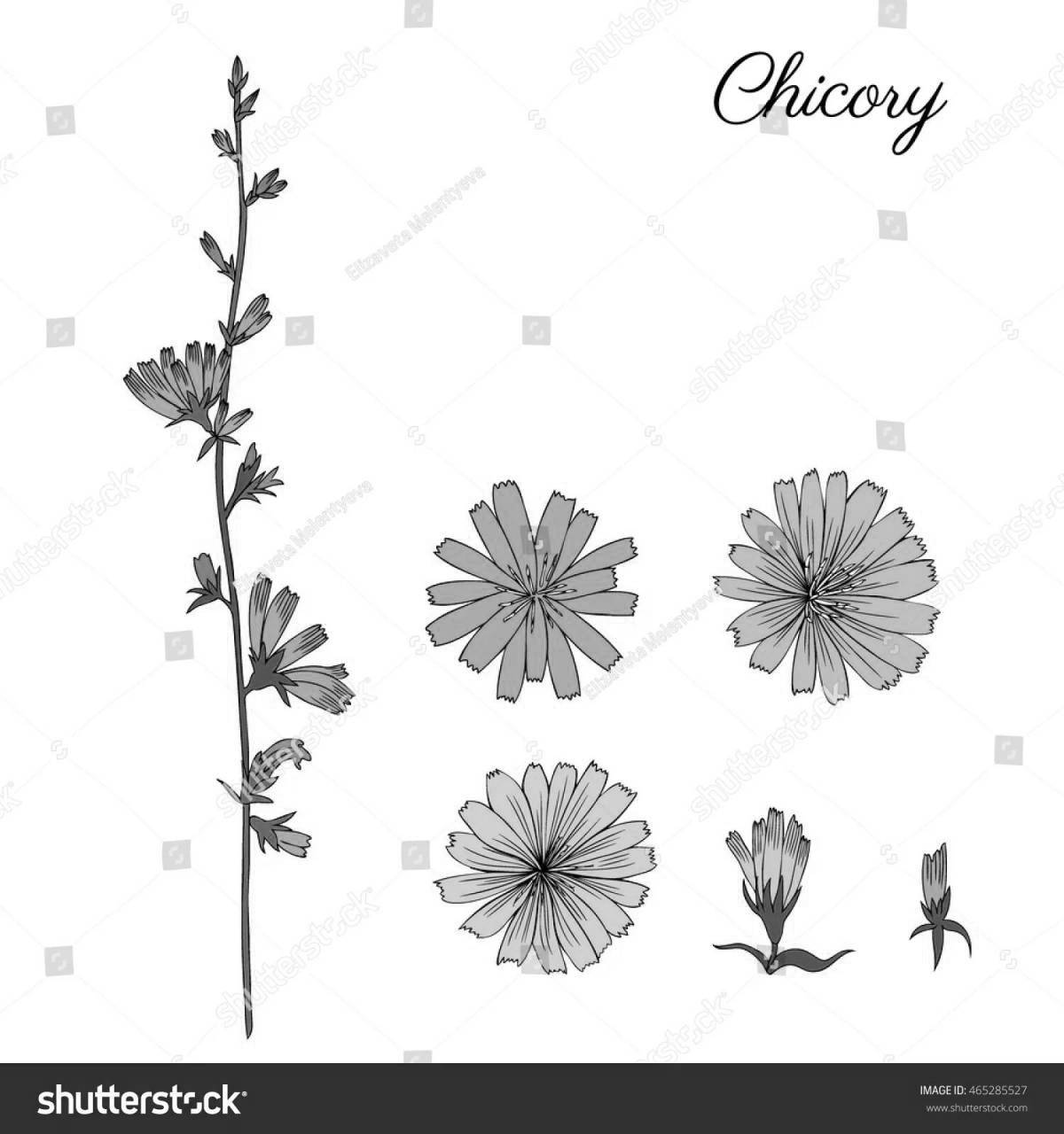 Coloring book striking chicory