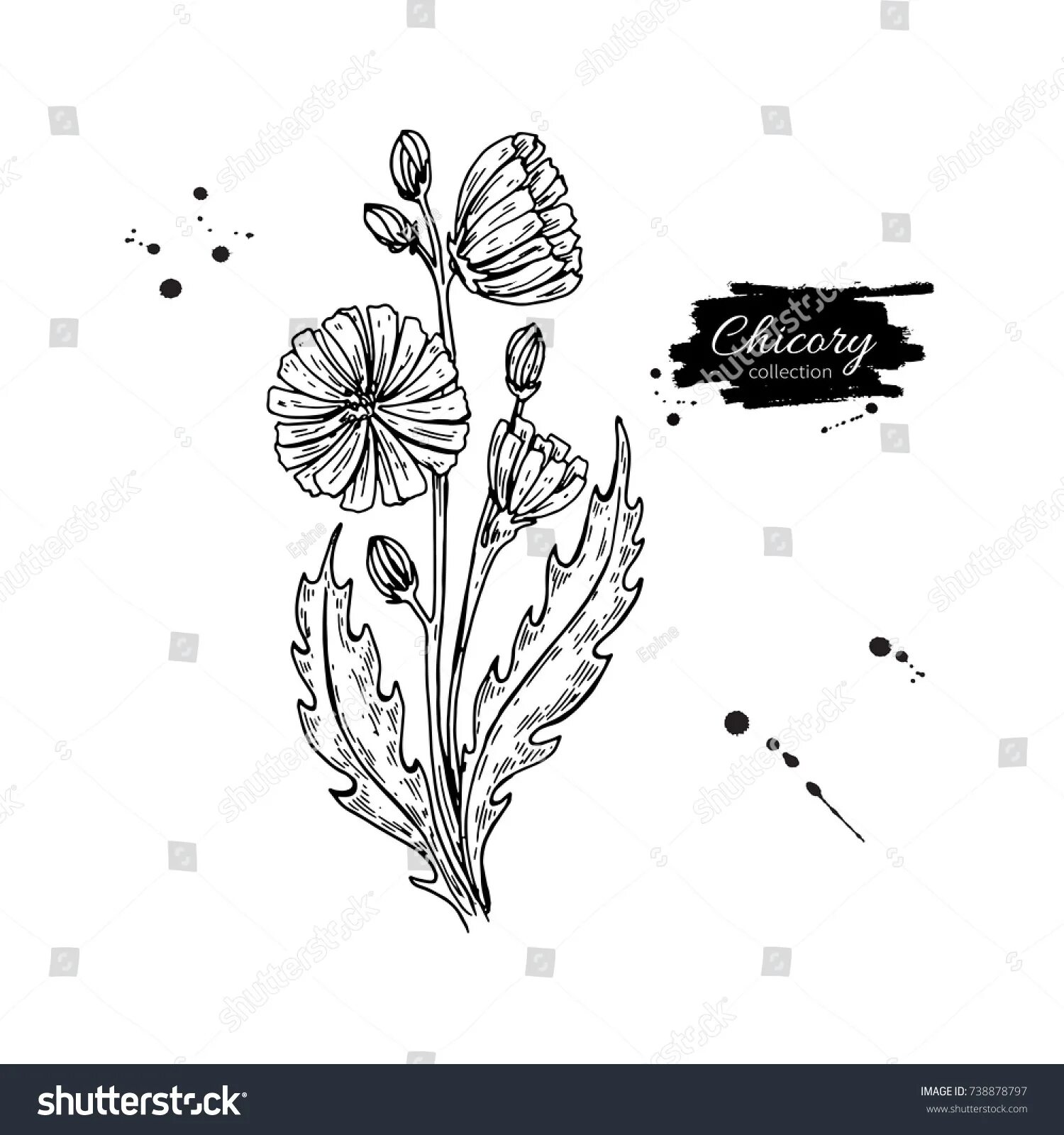 Sparkly chicory coloring page
