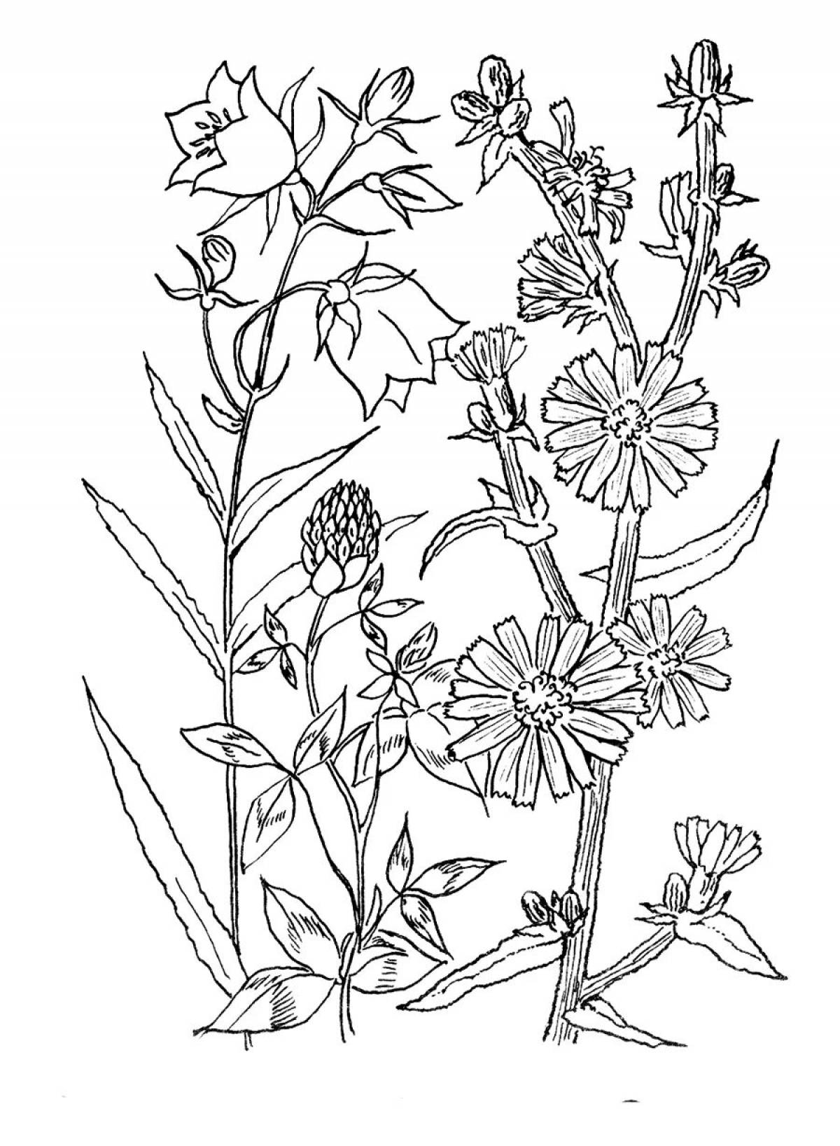 Glorious chicory coloring page