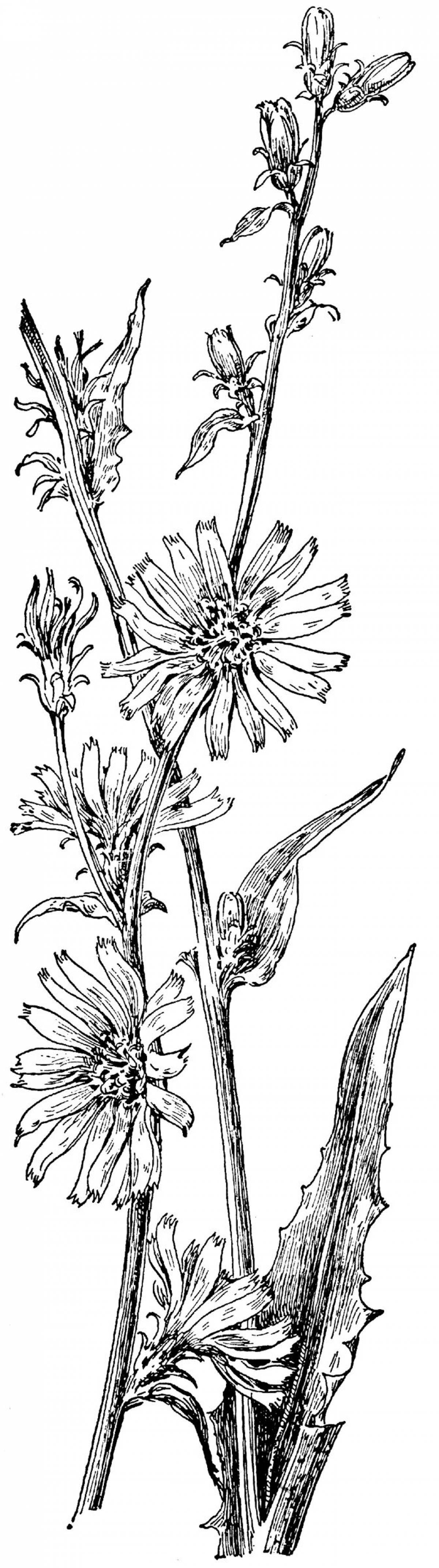 Coloring page gorgeous chicory