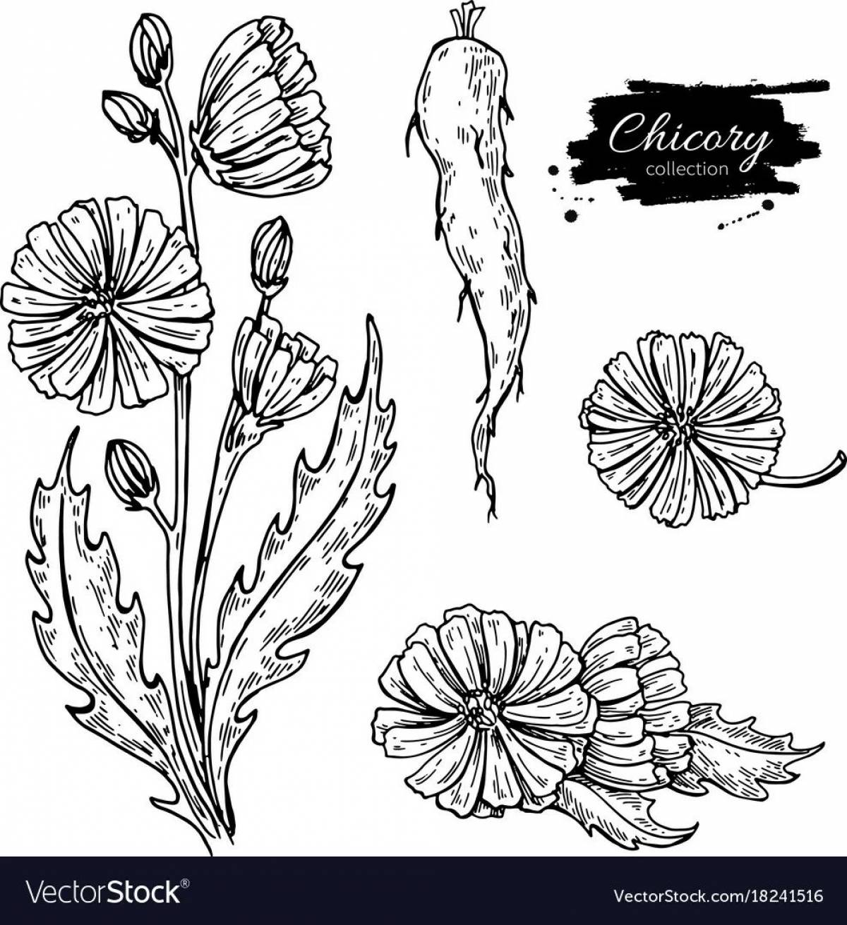 Large chicory coloring page