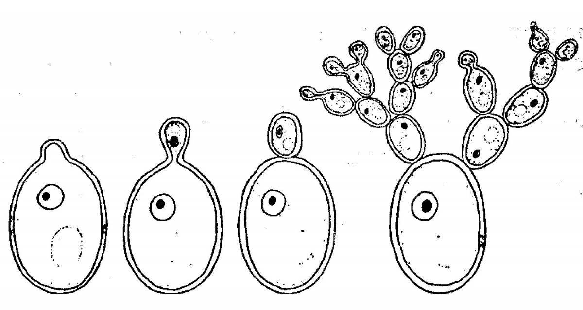 Bright yeast coloring pages