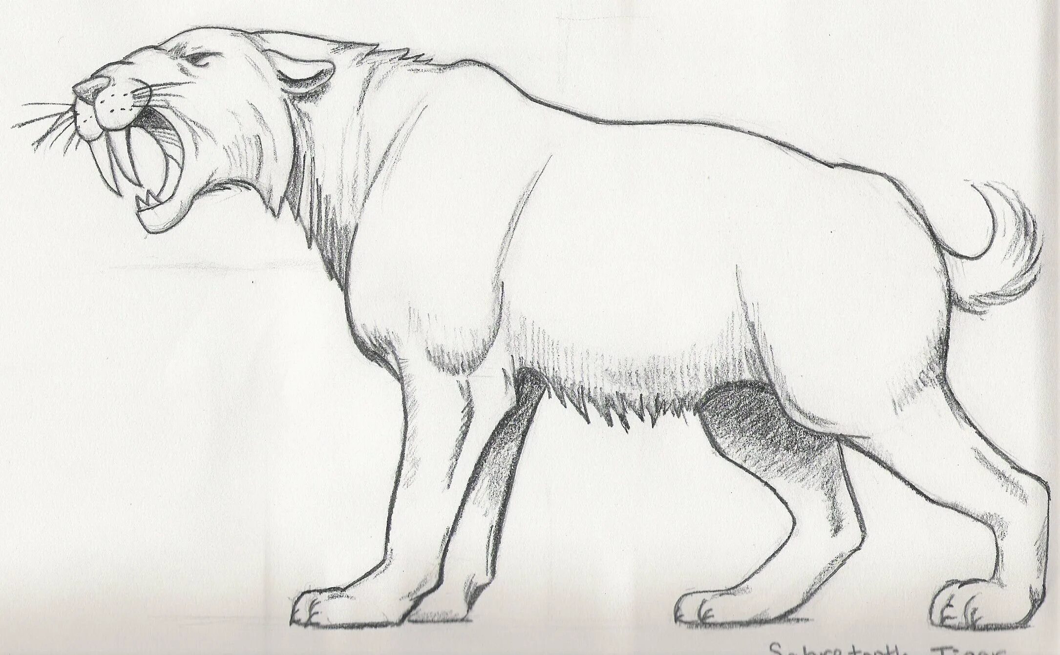 Majestic smilodon coloring page