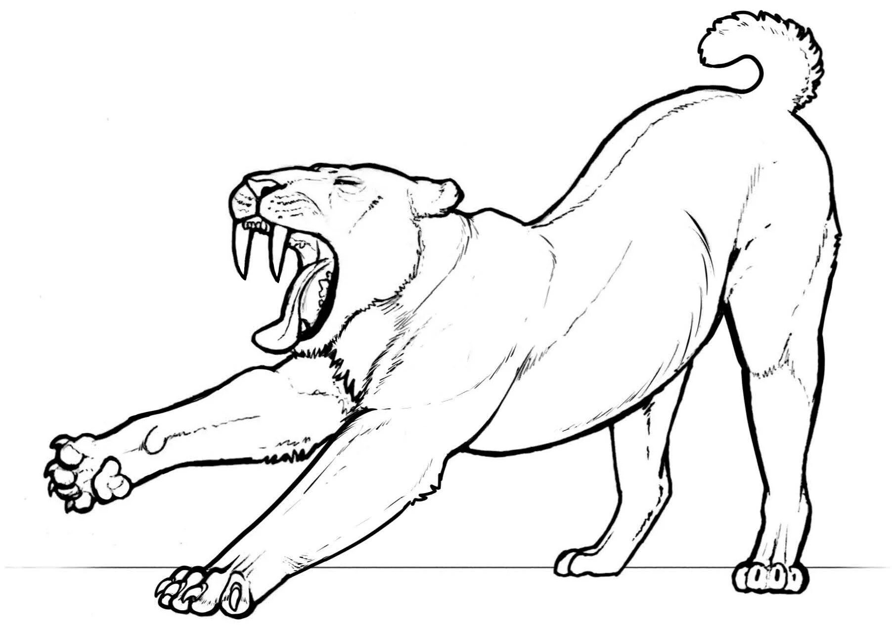Amazing smilodon coloring page