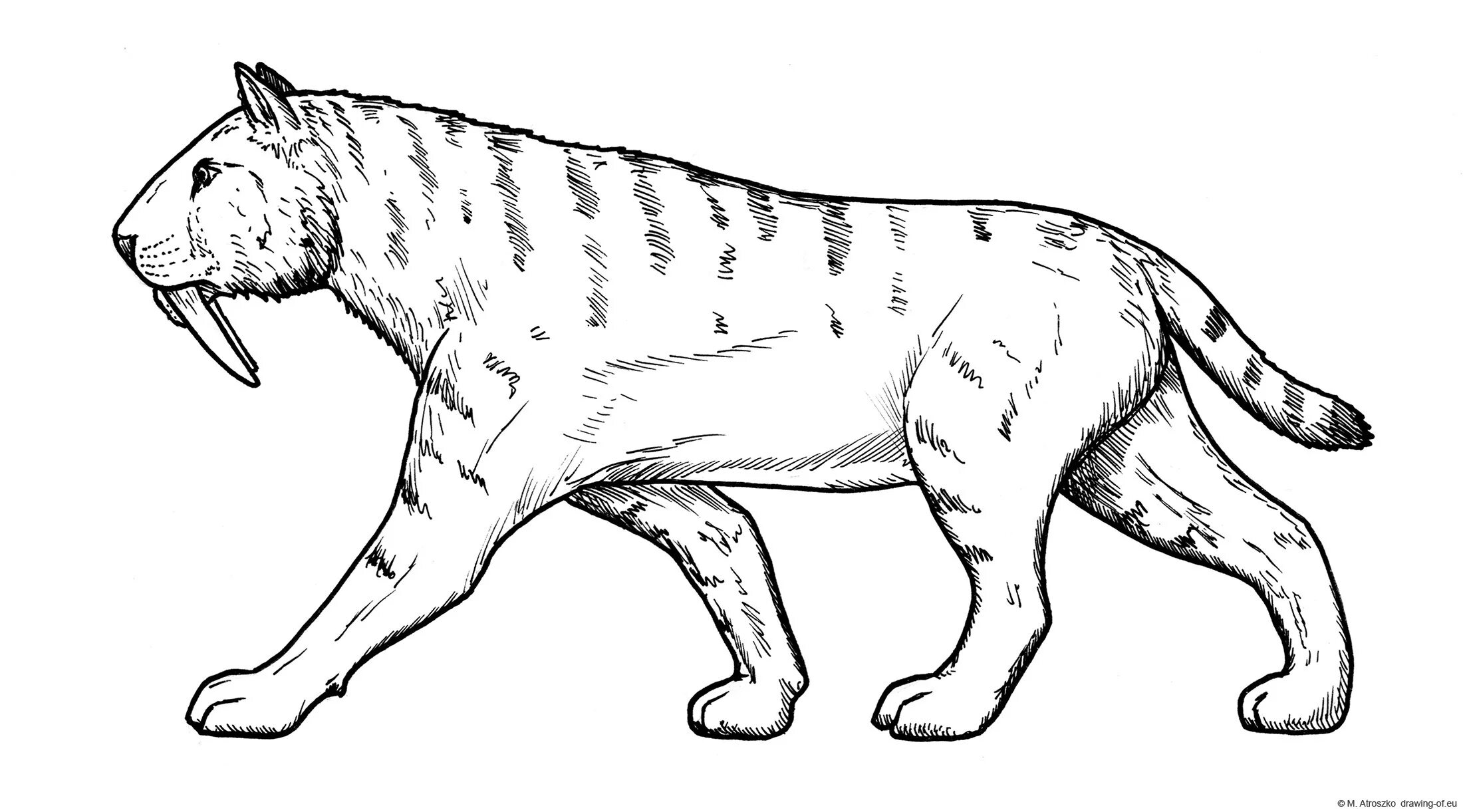 Colorful smilodon coloring page