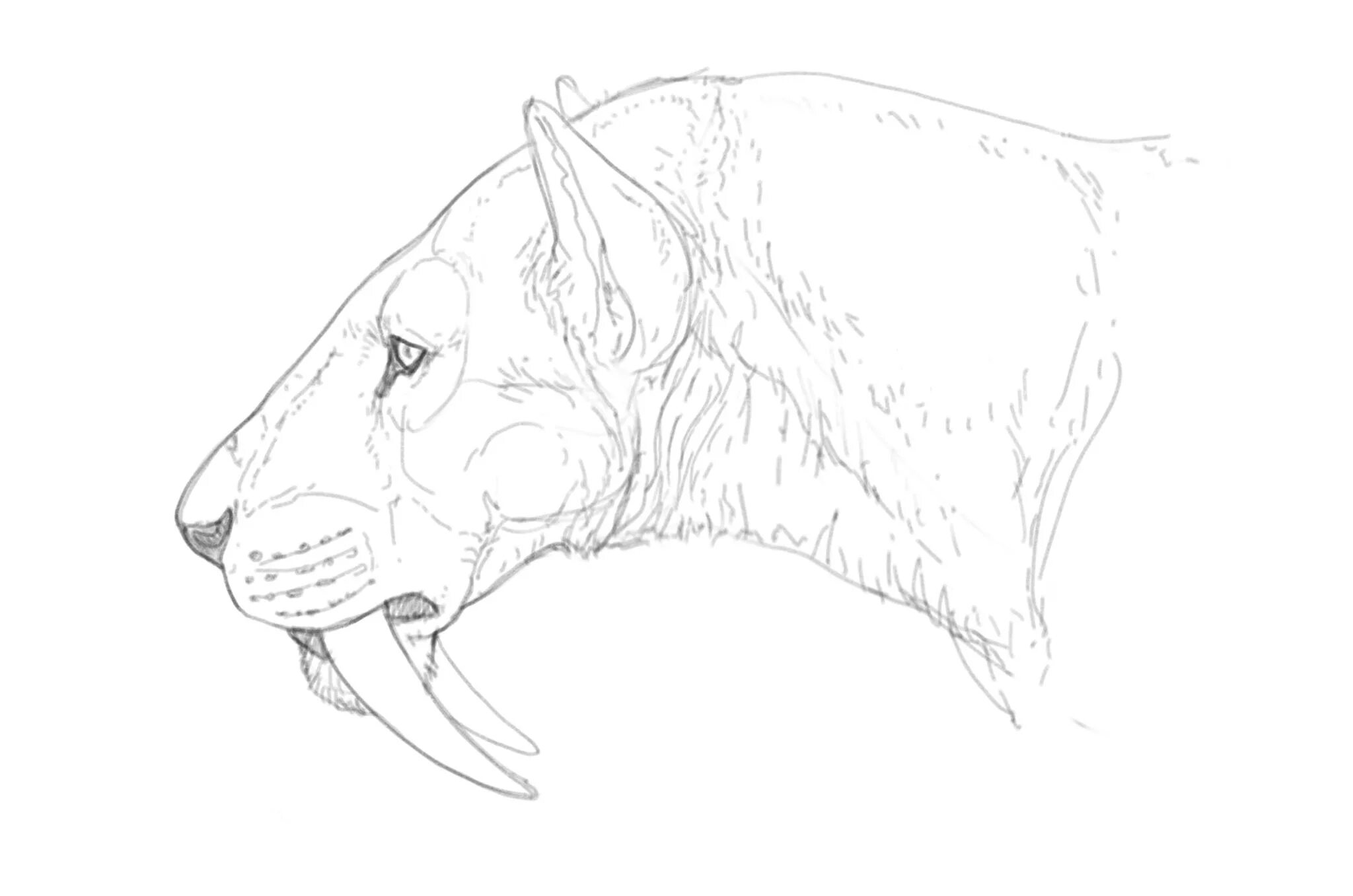 Detailed smilodon coloring page