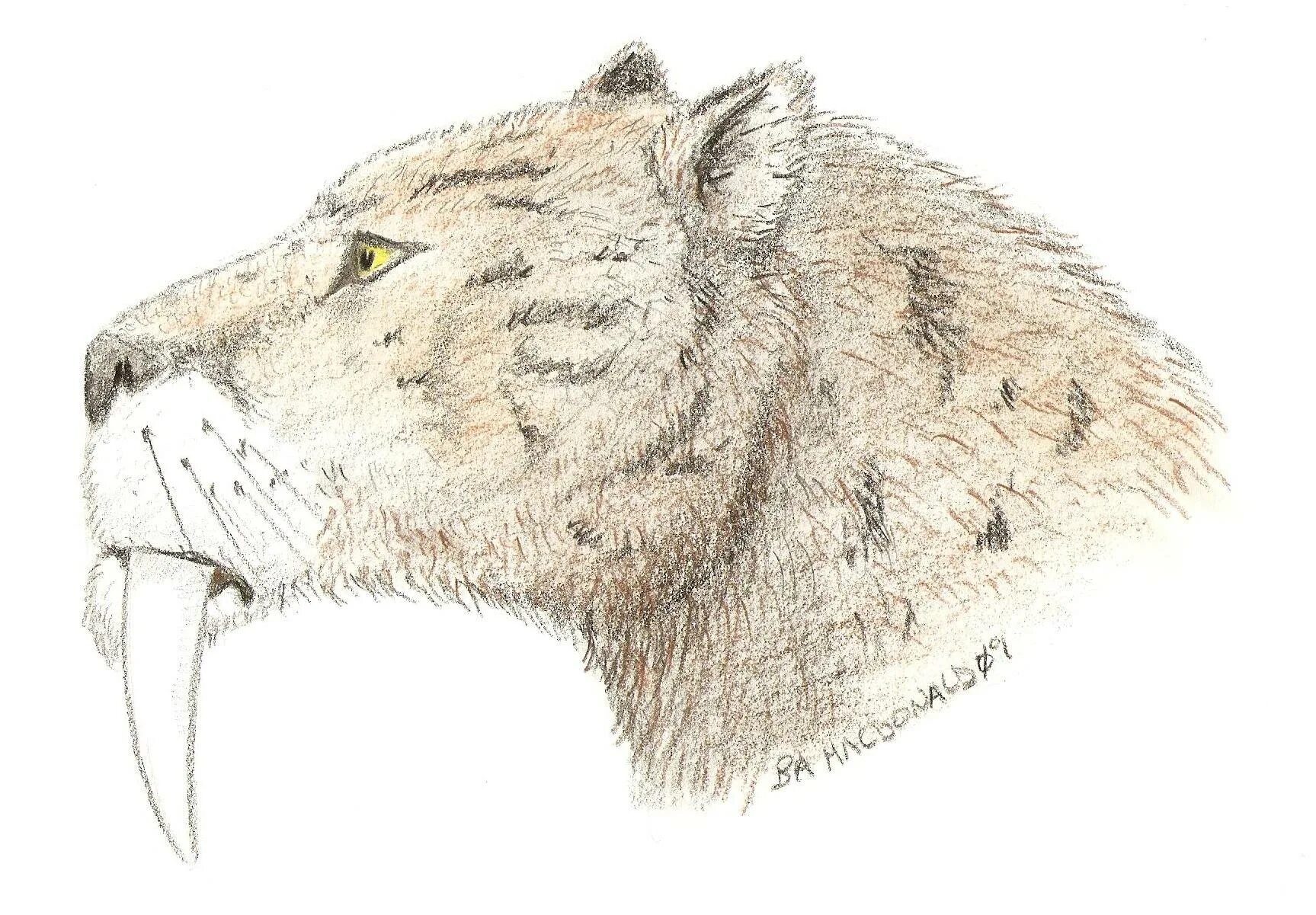 Adorable smilodon coloring page