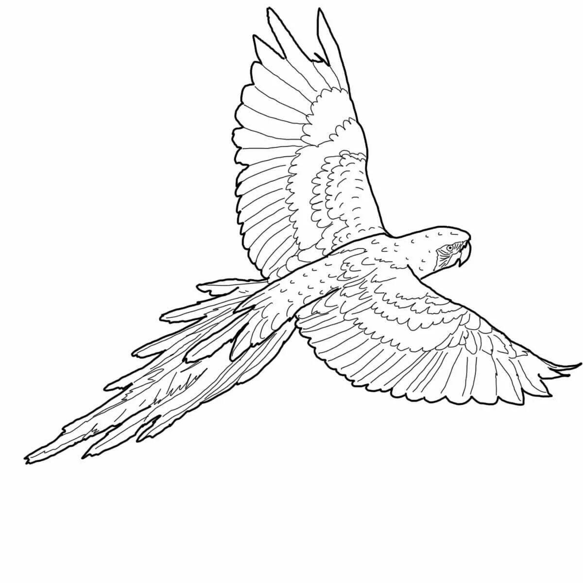 Flying fly coloring page