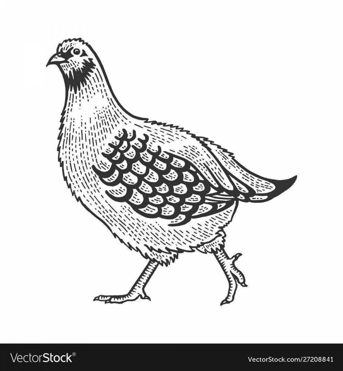 Coloring book charming partridge