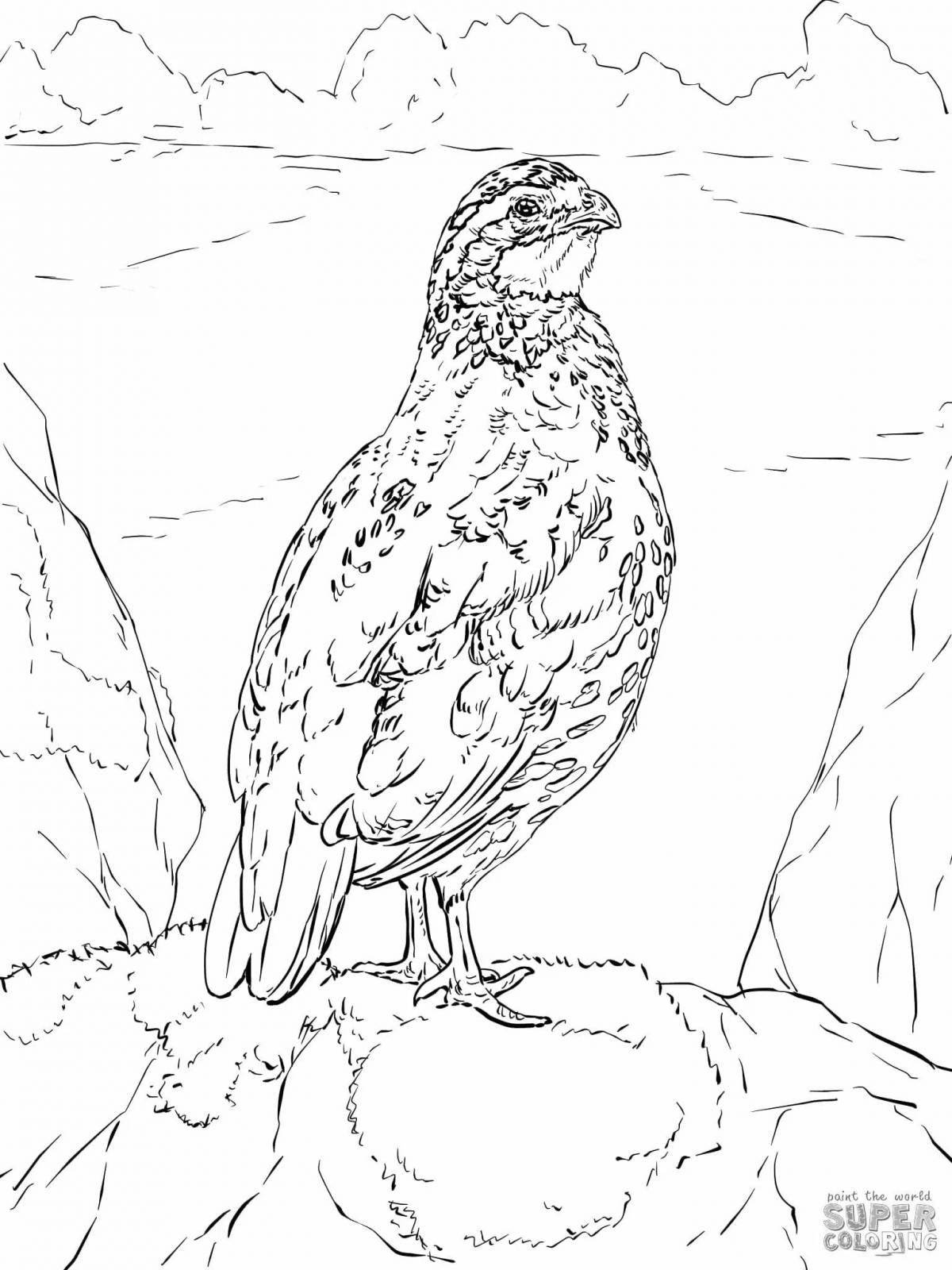 Coloring cute partridge