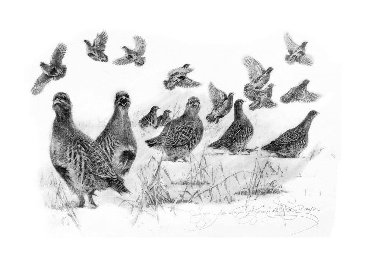 Charming partridge coloring book