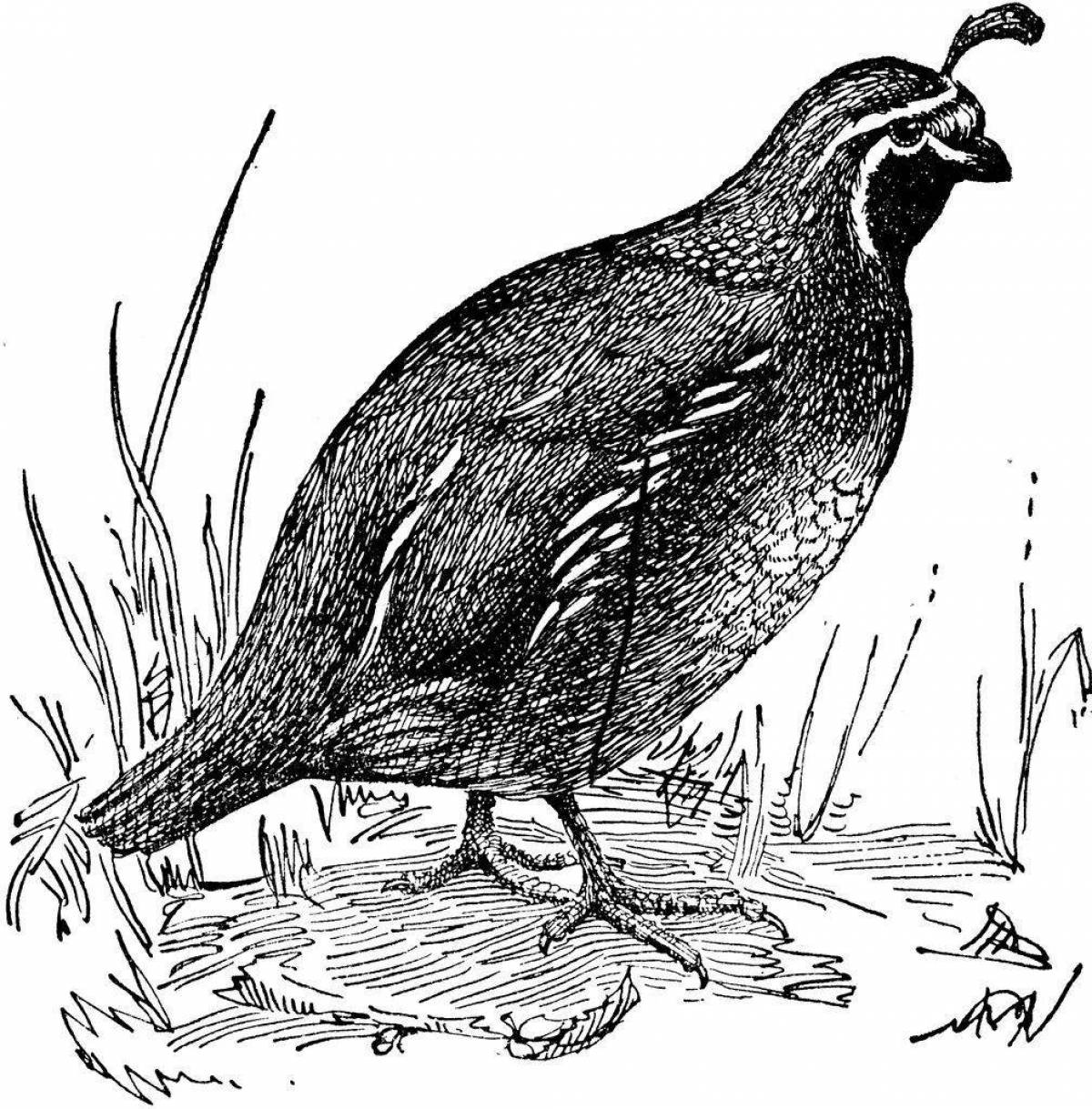 Sweet partridge coloring page