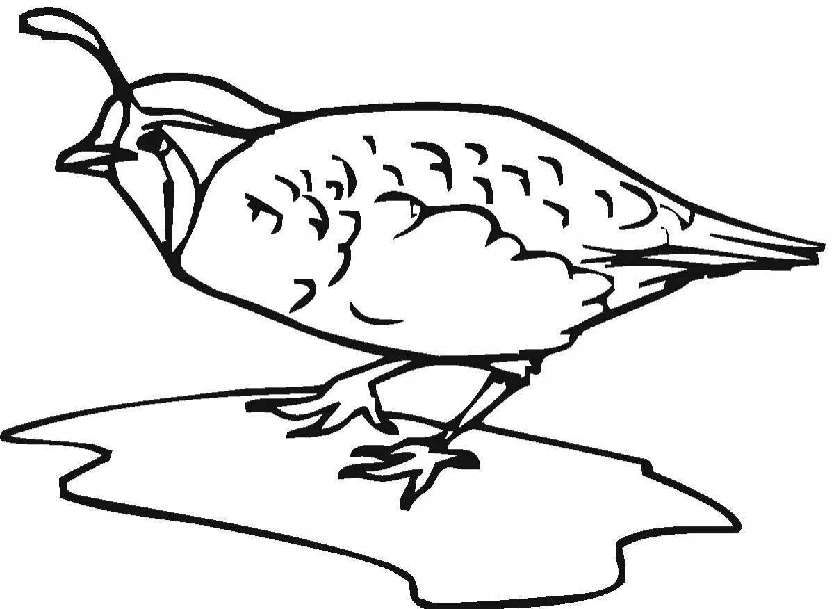 Animated partridge coloring page