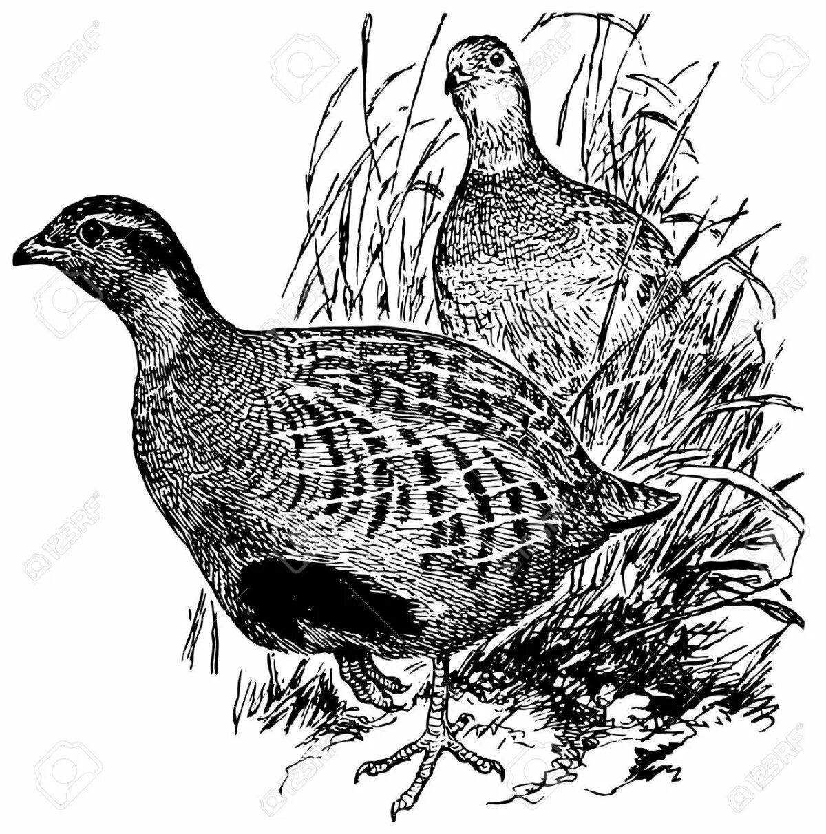 Humorous partridge coloring book