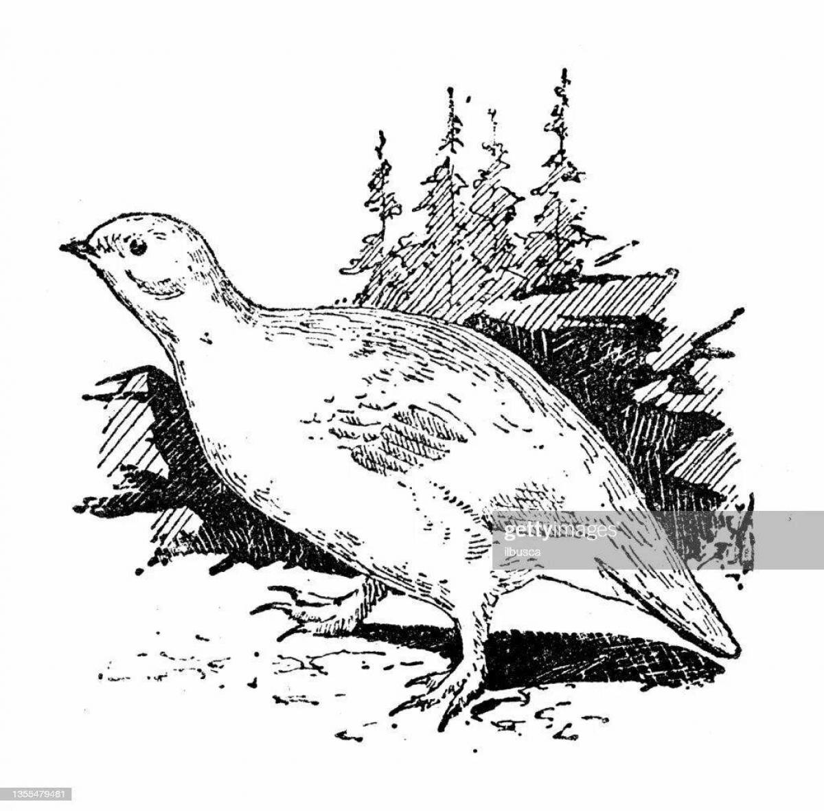 Coloring funny partridge