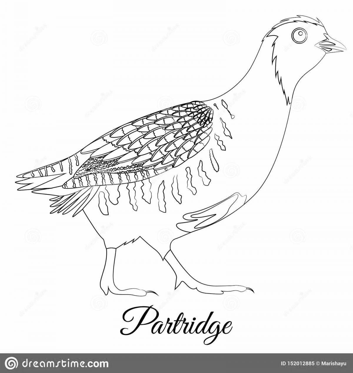 Coloring cute partridge