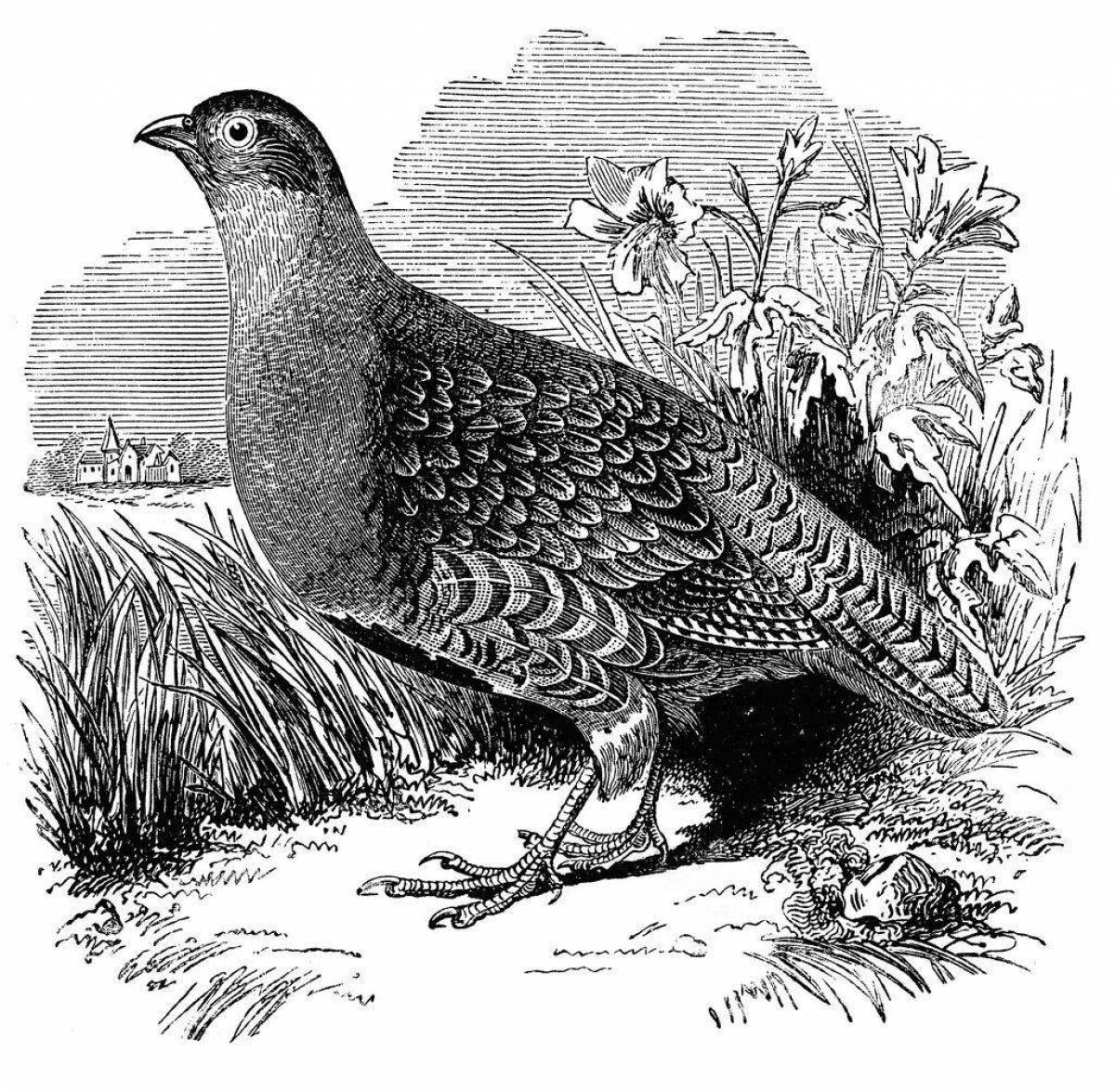 Coloring book charming partridge