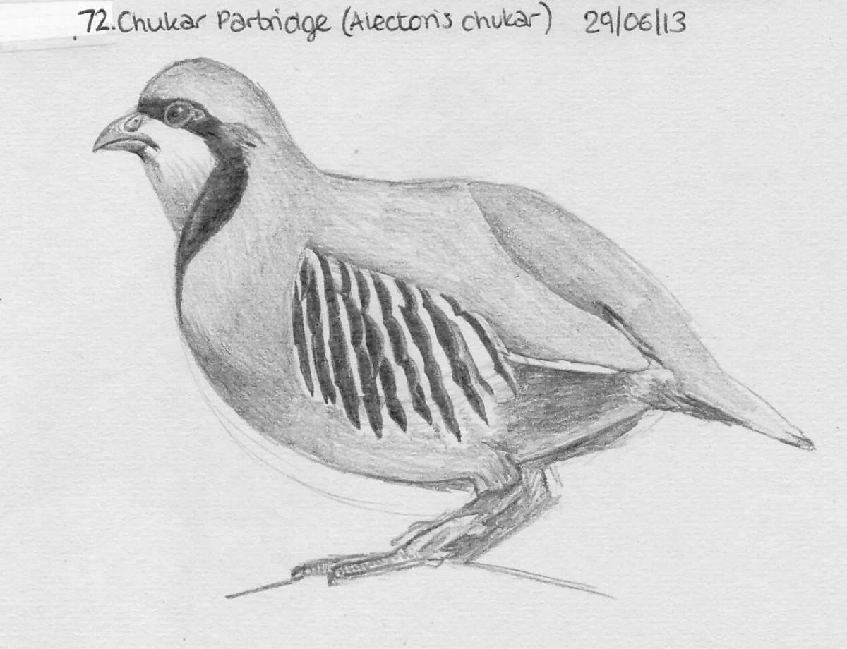 Partridge coloring page