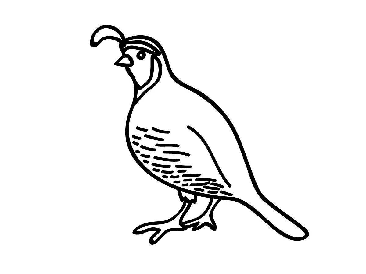 Attractive partridge coloring book