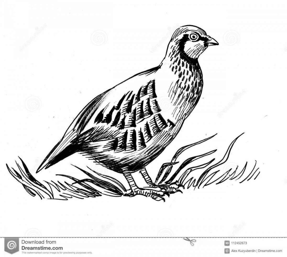 Partridge #1