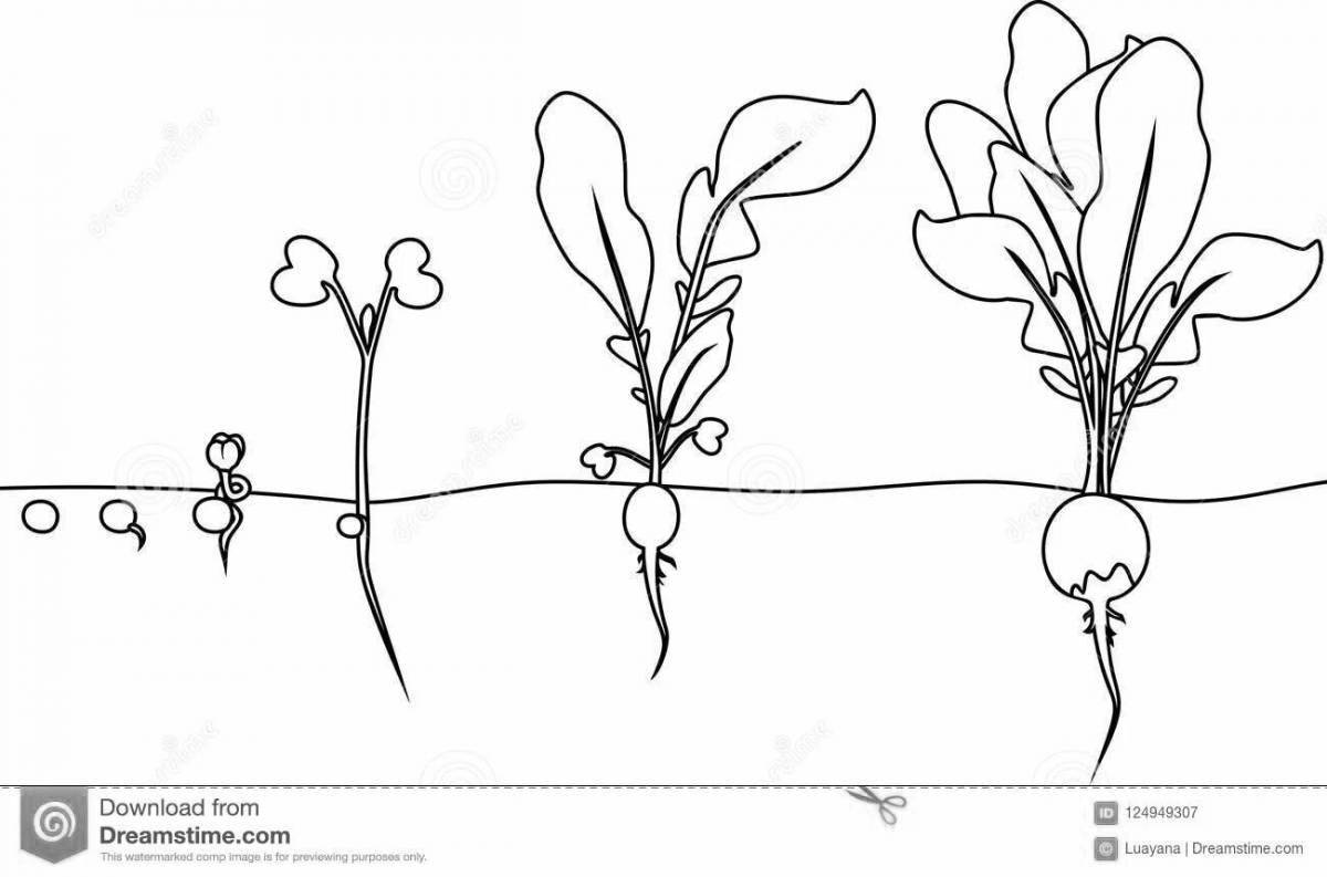 Веселая раскраска росток