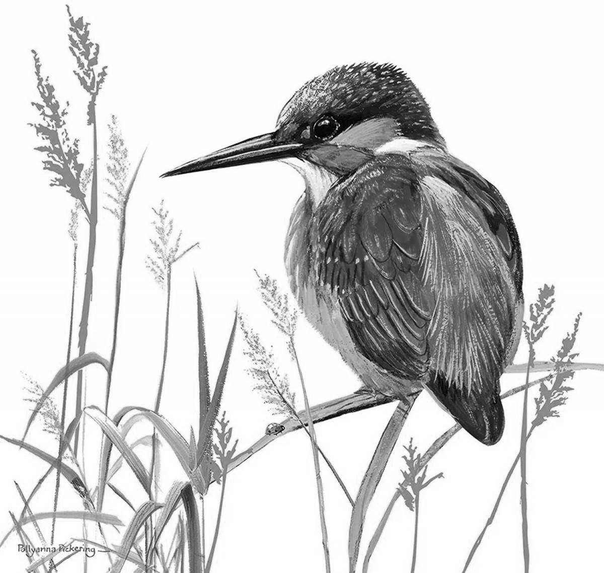 Majestic kingfisher coloring page