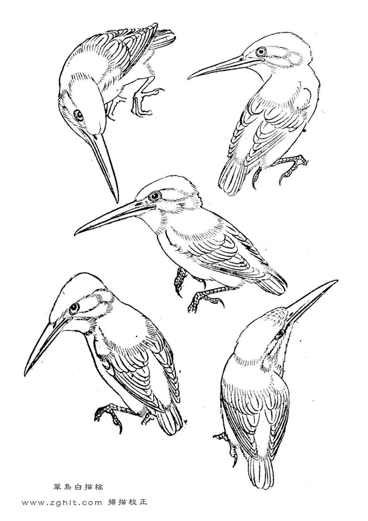 Colorful kingfisher coloring page
