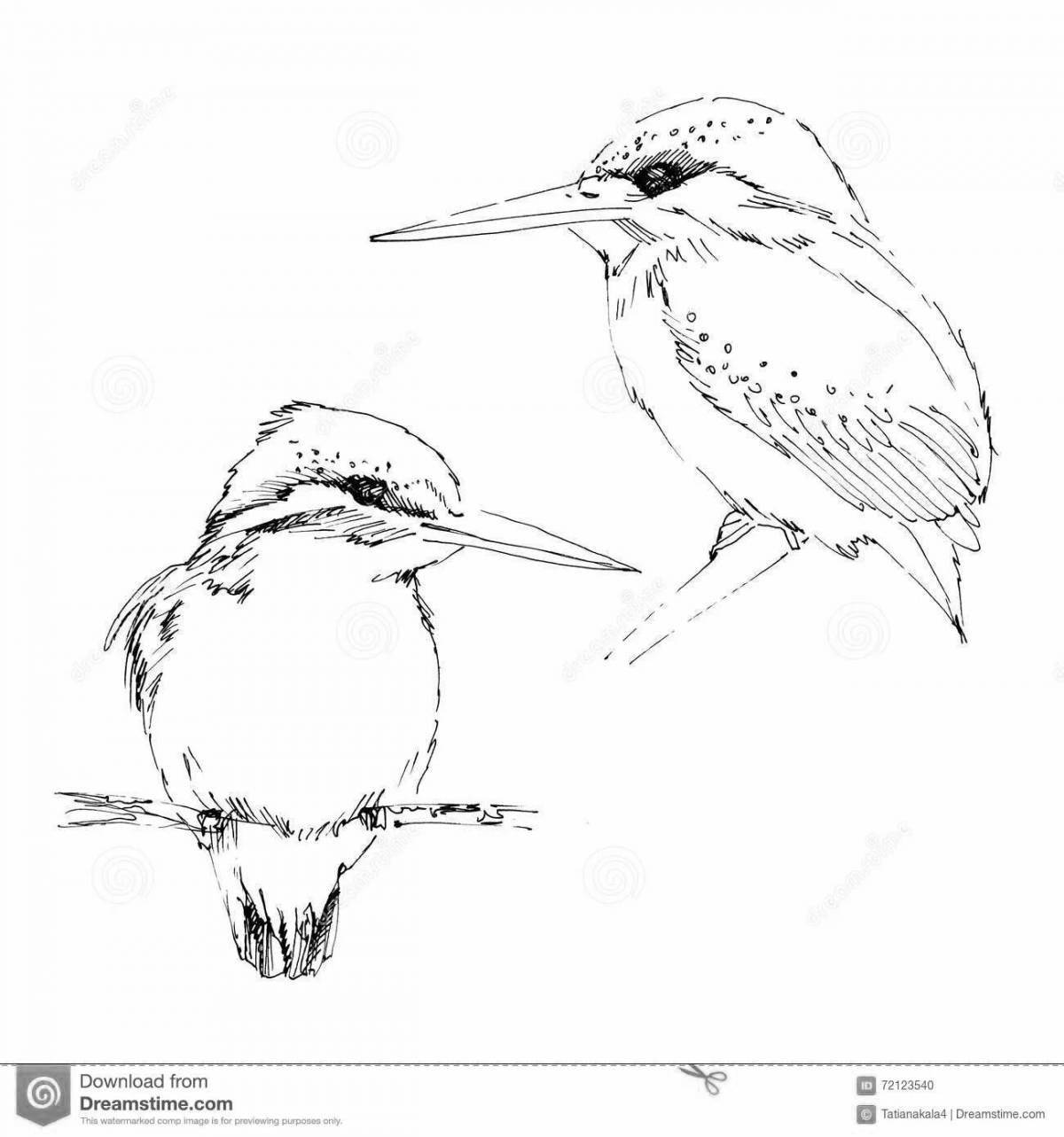 Раскраска Раскраска прекрасный зимородок