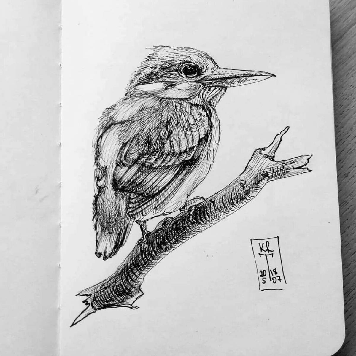 Раскраска Раскраска экзотический зимородок