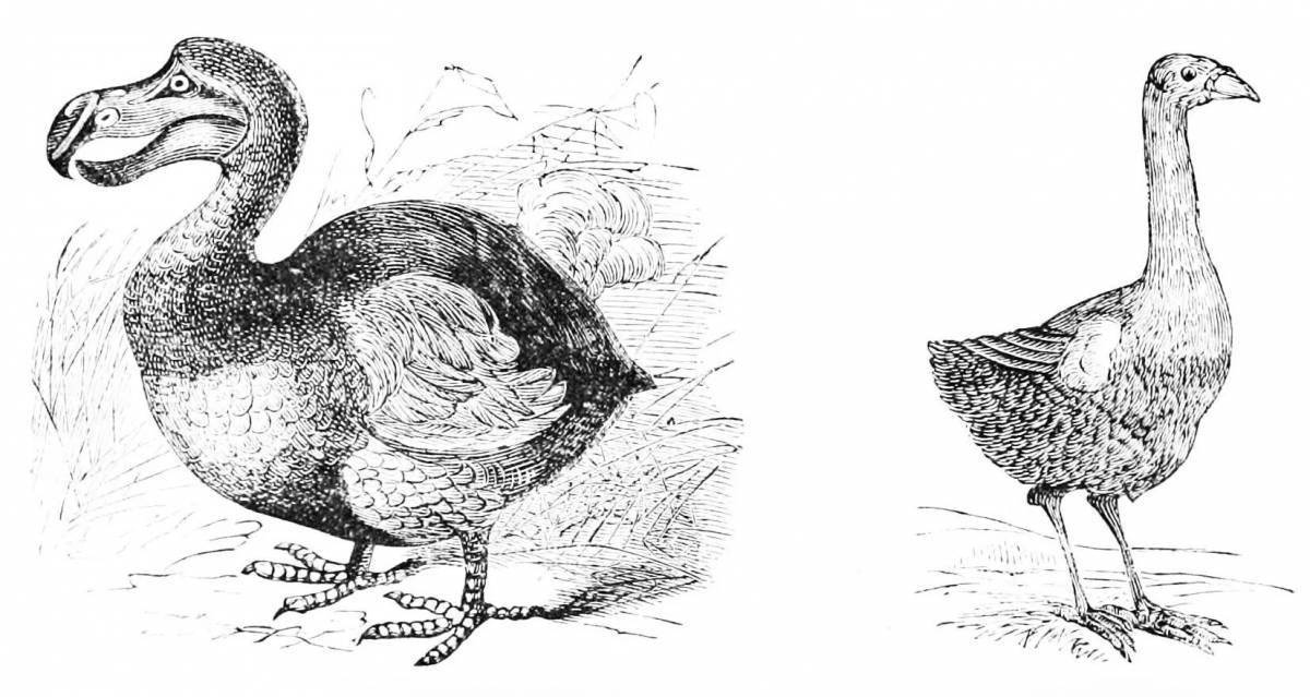 Дронт придворный. Маврикийский Дронт рисунок. Маврикийский Дронт или Додо рисунок. Птица Додо. Птица Додо раскраска.