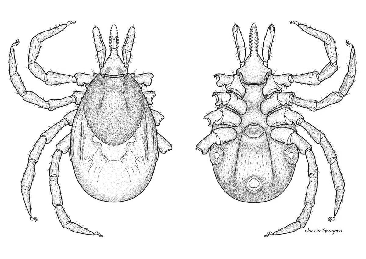 Иксодовый клещ картинка