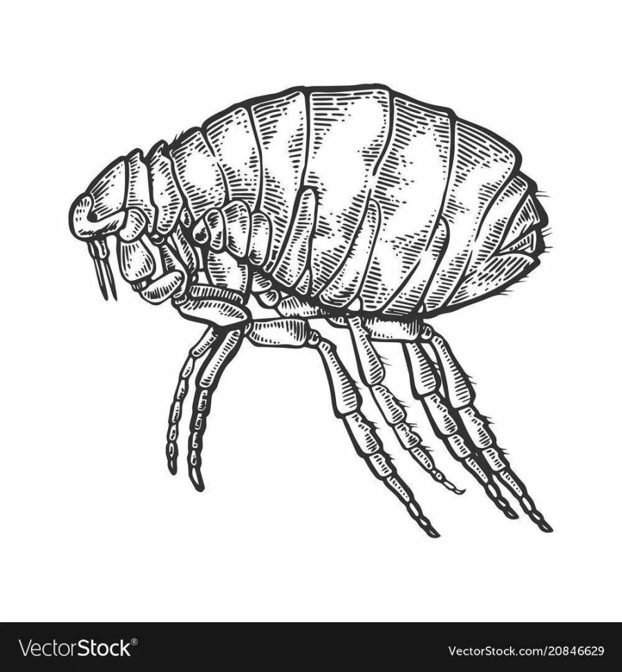 Рисунок карандашом блоха