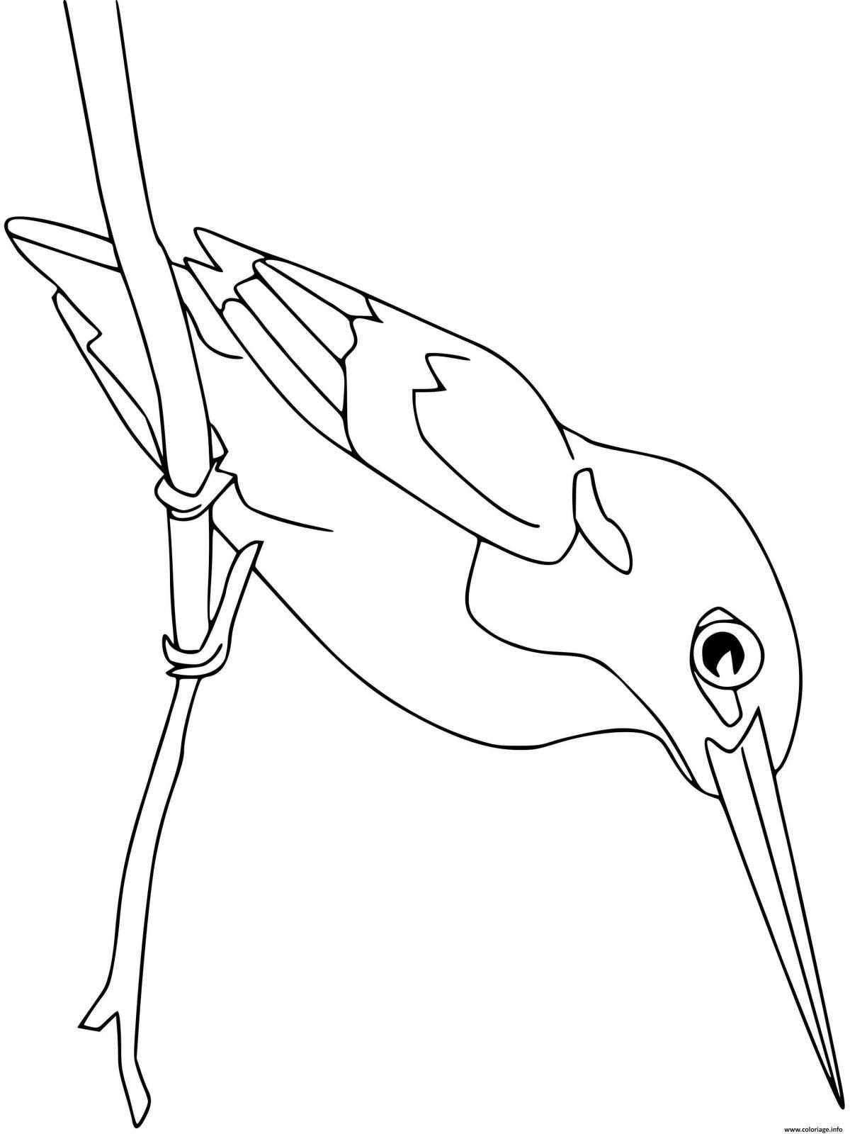 Coloring book playful kingfisher