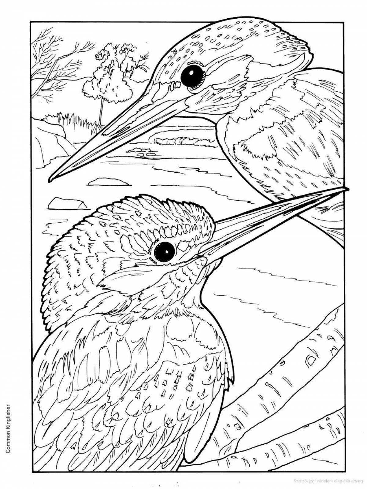 Attractive kingfisher coloring page