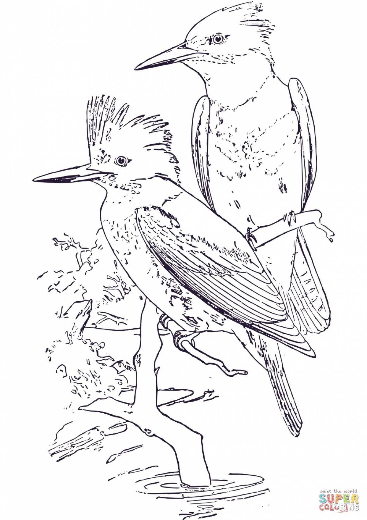 Animated kingfisher coloring page