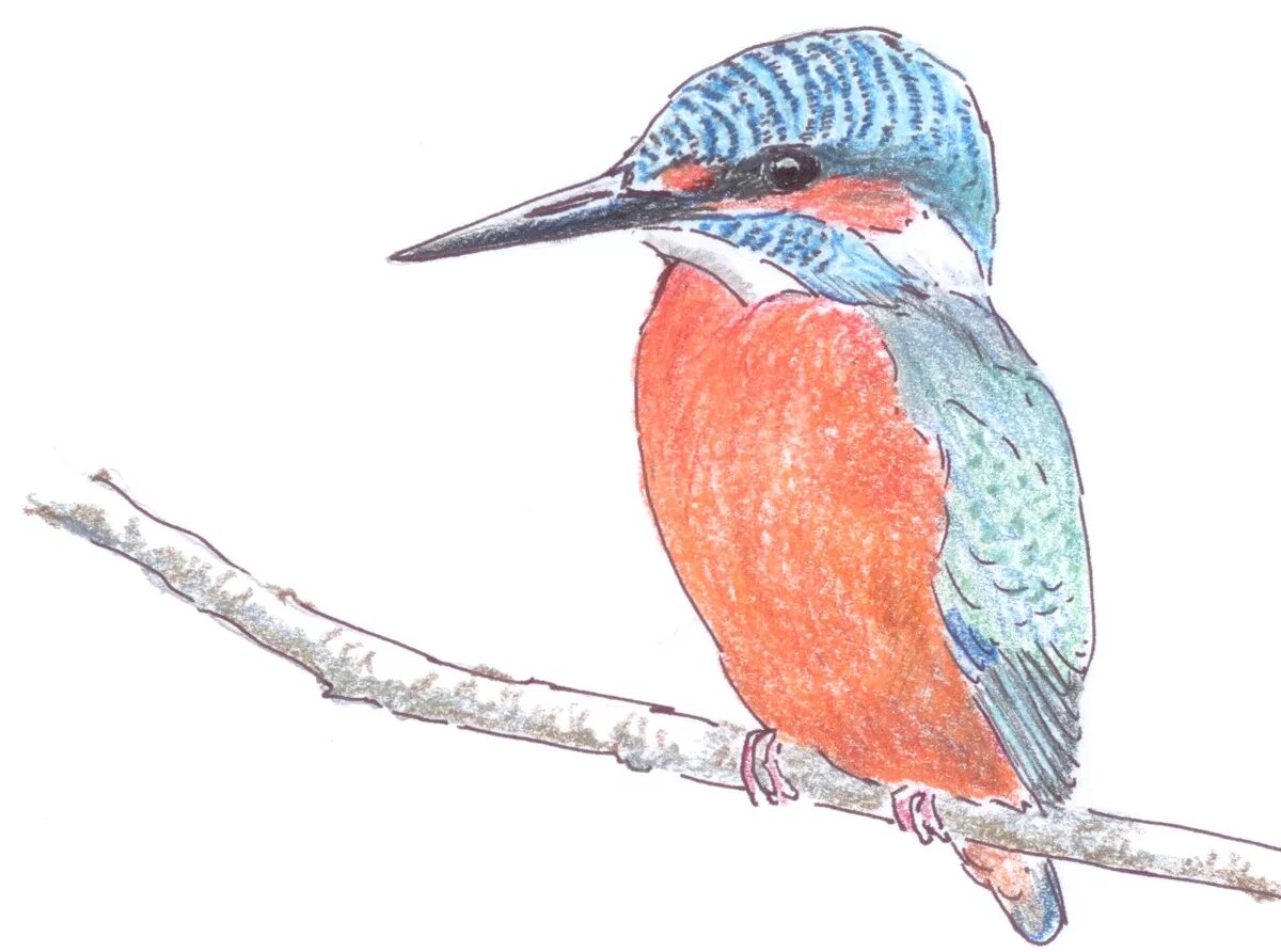 Coloring book beckoning kingfisher